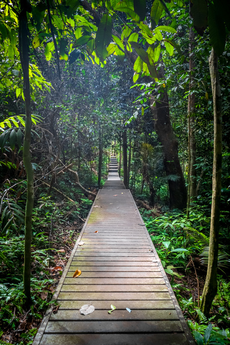 Wooden Path in Taman Negara National Park